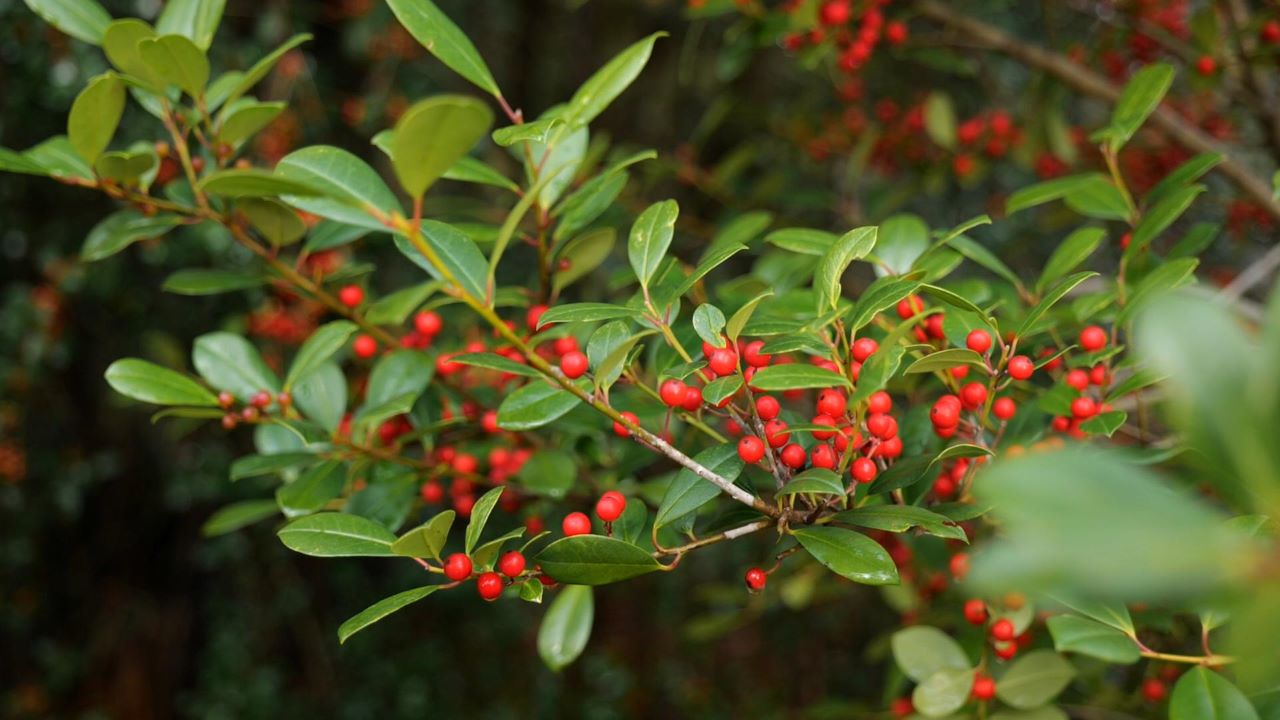 Get It Growing: Colorful holly fits in with Christmas 